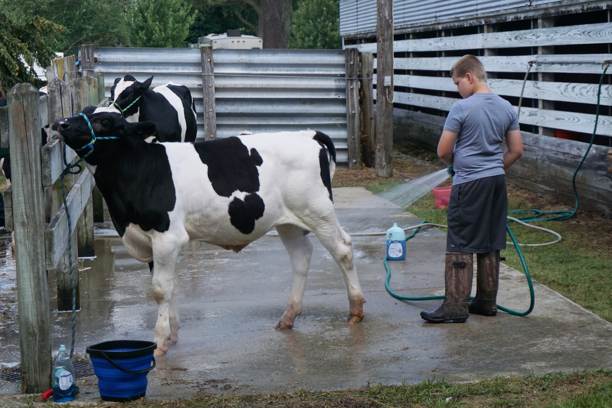 4H member washing his cow at the state fair after raising money with a cookbook fundraiser