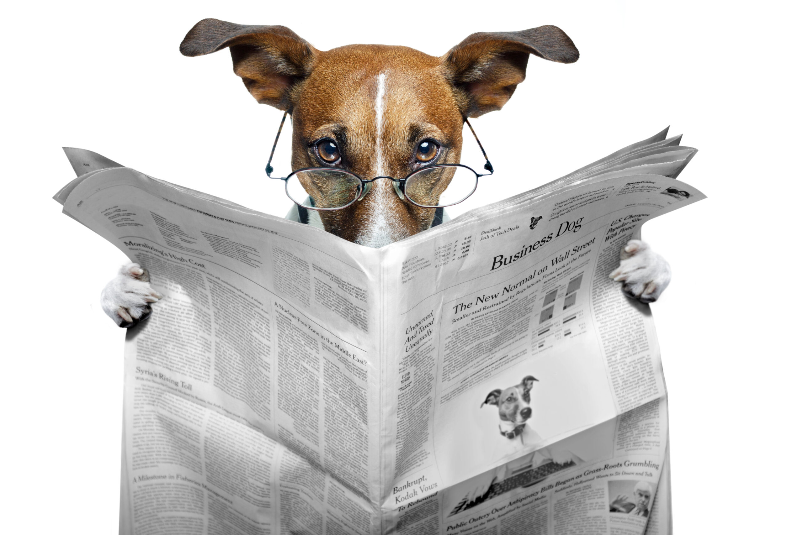 Smart Dog reading the news about creating a successful Cookbook Fundraiser